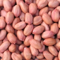 Nuevos granos de cacahuete escaldado de exportación de alta calidad de cultivos